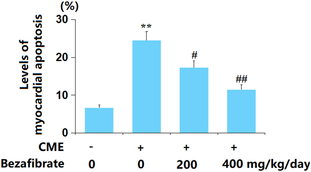 Bezafibrate suppressed myocardial apoptosis after CME induction. The levels of myocardial apoptosis were assayed using the TUNEL assay (n=12, **, p#, ##, p