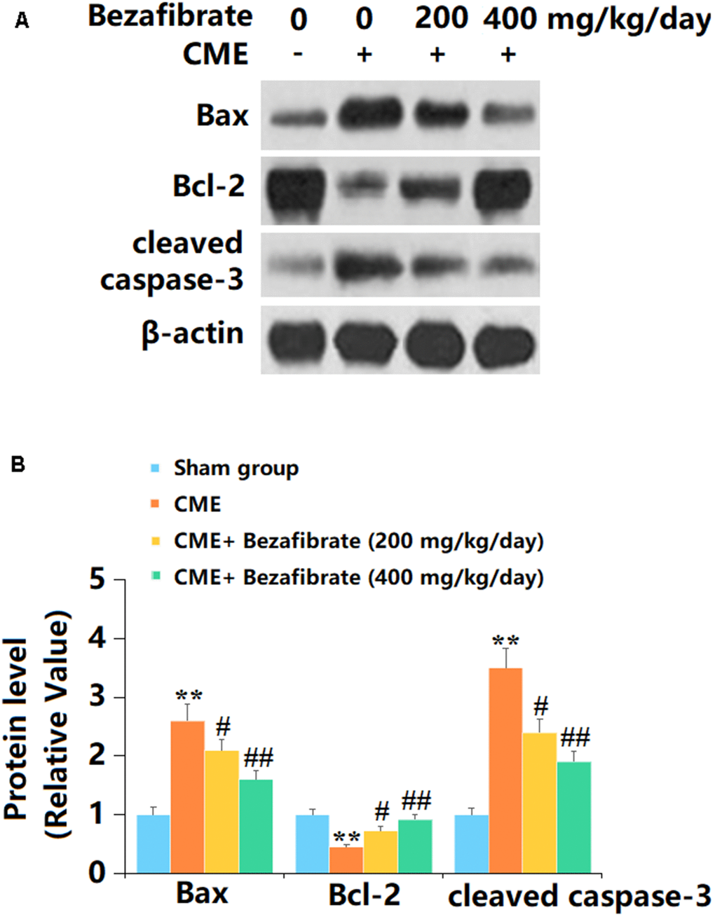 The effects of Bezafibrate in the expression of Bax, Bcl-2, and cleaved caspase-3 in cardiac tissues of CME rats. (A) Representative images of western blot results of Bax, Bcl-2, and cleaved caspase-3; (B) Quantification of Bax, Bcl-2, and cleaved caspase-3 (n=12, **, p#, ##, p