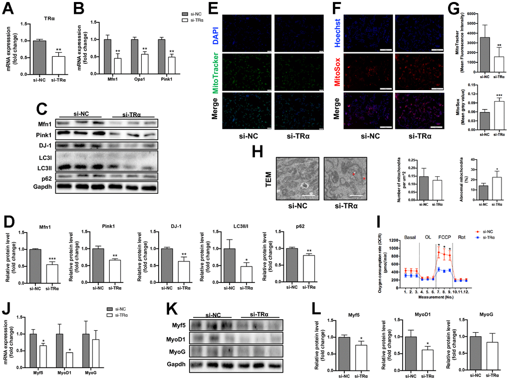 Knockdown of TRα in C2C12. The cells were transfected with TRα-targeted siRNA or non-targeted siRNA for 24h, 48h or 72h. si-NC negative control, si-TRα siRNA-TRα. (A) mRNA level of TRα, n=3; (B) mRNA levels of Mfn1, Opa1 and Pink1, n=3; (C) Representative Western blots and (D) quantification of Mfn1, Pink1, DJ-1, LC3II/I, p62 and Gapdh (loading control), n=3; (E) Representative MitoTracker immunofluorescence staining of cells, nuclei were counterstained with DAPI, scale bar: 100 μm; (F) Representative MitoSox immunofluorescence staining of cells, nuclei were counterstained with Hoechst, scale bar: 200 μm; (G) Quantification of MitoTracker Green fluorescence intensity (n=8) and MitoSox Red fluorescence intensity (n=5), respectively, fluorescence intensity was quantified using densitometric image analysis software with cell quantity adjustment; (H) Representative transmission electron microscopy images of mitochondria and quantification of mitochondrial number and percentage of abnormal mitochondria, the red ‘*’ represents damaged mitochondria (mitochondria with disrupted membrane, loss of cristae, matrix dissolution and vacuolization), scale bar: 1 μm, n=5; (I) Seahorse analysis of oxygen consumption rate (OCR), OCR was measured continuously throughout the experimental period at baseline and in the presence of the indicated drugs: 1.5 μM oligomycin, 0.5 μM FCCP and 0.5 μM rotenone, n=4; (J) mRNA levels of Myf5, MyoD1 and MyoG, n=3; (K) Representative Western blots and (L) quantification of Myf5, MyoD1, MyoG and Gapdh (loading control), n=3. *p