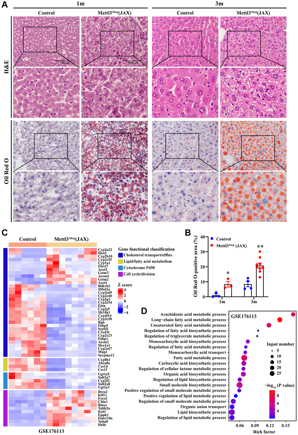 Hepatic METTL3 homozygous knockout by Alb-Cre mice (JAX) induces lipid accumulation in mouse hepatocytes. (A) Representative images of H&E (upper panel A) and Oil-Red-O (ORO) (lower panel A) staining of liver sections from control mice and METTL3Δhep mice (JAX) at 1 month and 3 months postnatally. Scale bar = 100 μm. (B) Quantitative analysis of ORO staining-positive areas of frozen liver sections (shown in Figure 7A, lower panel A) relative to total liver section areas. ORO-positive areas were quantified for each of the five random images using ImageJ Software. (C) Heatmap (RNA-seq data deposited in NCBI GEO under the accession number GSE176113 [20]) depicts the differential expression of genes involved in cell cycle, hepatic lipid metabolism and cytochrome P450. In the cluster heatmap, class comparison and hierarchical clustering of differentially expressed genes (DEGs) involved in cell cycle, hepatic lipid metabolism and cytochrome P450 were performed between control mice and METTL3Δhep mice (JAX). Genes with increased and reduced expressions are shown in red and blue, respectively. (D) GO analysis of up- and downregulated genes derived from RNA-seq data deposited in NCBI GEO under the accession number GSE176113 [20] related with cell cycle, hepatic lipid metabolism and cytochrome P450 in the liver of control mice and METTL3Δhep mice (JAX).