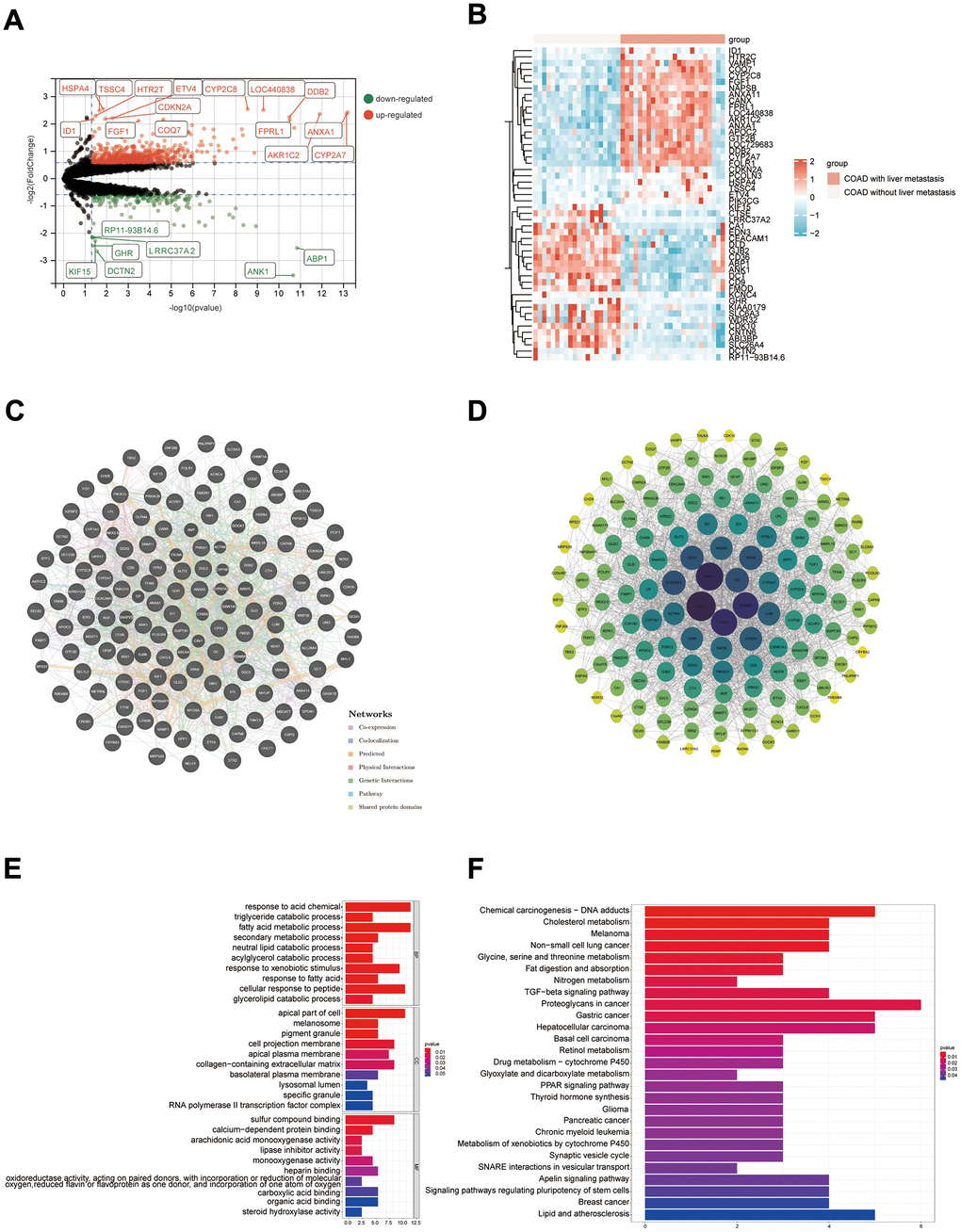 Results of bioinformatics analysis of potential mechanisms for developing liver metastasis in COAD. (A) Volcano map; (B) Heat map (only the top 25 highly and lowly expressed genes are shown); (C, D) PPI networks were constructed from the GeneMANIA database and Cytoscape software, respectively; (E, F) Results of GO and KEGG enrichment analysis, respectively.