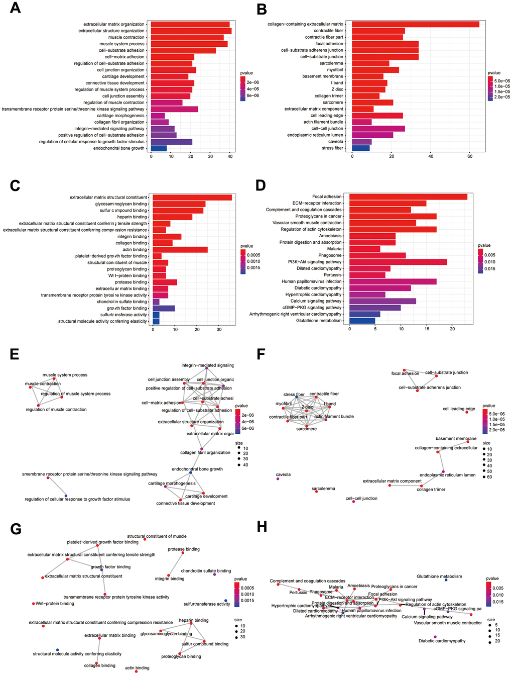 Bioinformatics analysis of DEIGRC. (A–D) Bar charts of BP, CC, MF, and KEGG enrichment analysis results; (E–H) Correlation analysis of the results from BP, CC, MF, and KEGG enrichment analysis.