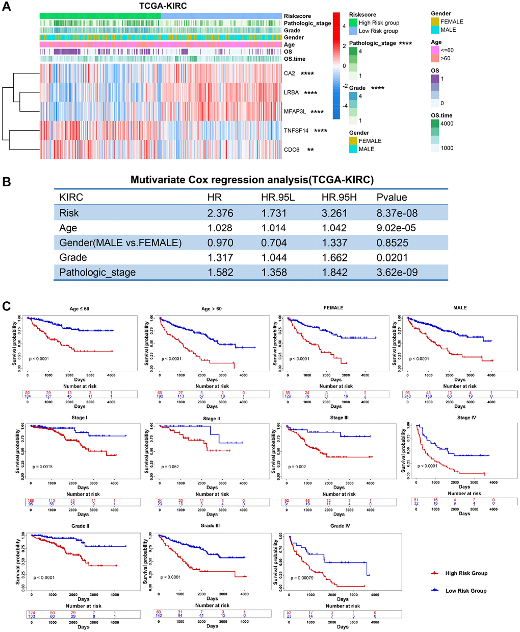 Clinical relevance and robustness of PRERGs risk score in TCGA-KIRC dataset. (A) The heatmap shows the distribution of clinical variables in the high- or low-risk groups. (B) The results of multiple Cox-regression analysis in the TCGA-KIRC dataset. (C) Kaplan-Meier shows the prognostic differences between high- and low-risk groups in classified clinical variables. *P-value **P-value ***P-value ****P-value 