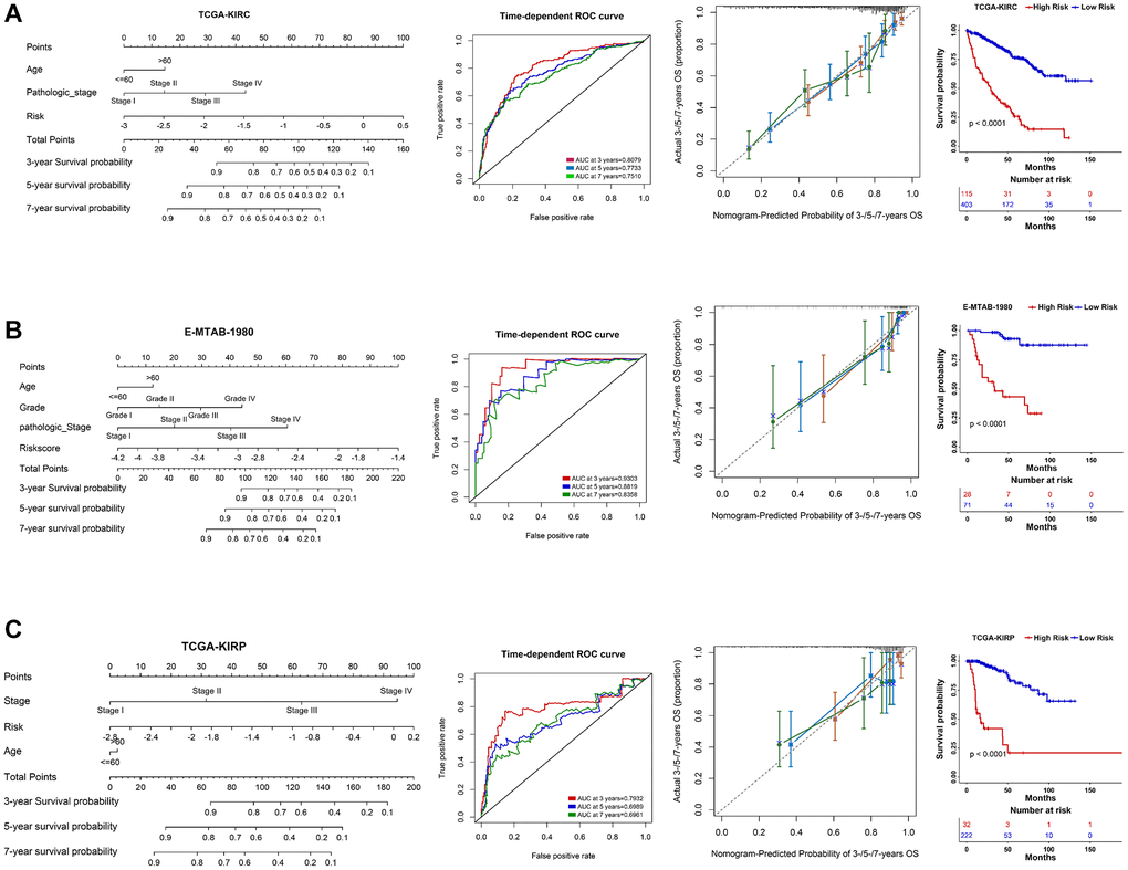 Nomogram construction in three RCC datasets. (A–C) A nomogram was constructed based on PRERGs and clinical variables to predict the 3-/5-/7-year survival probability of the patients in the TCGA-KIRC, TCGA-KIRP, and E-MTAB-1980 datasets. ROC and calibration analysis were performed to estimate the predicted accuracy. The Kaplan-Meier survival curve was depicted to show the prognosis difference of high- or low-risk groups which was calculated by nomogram.