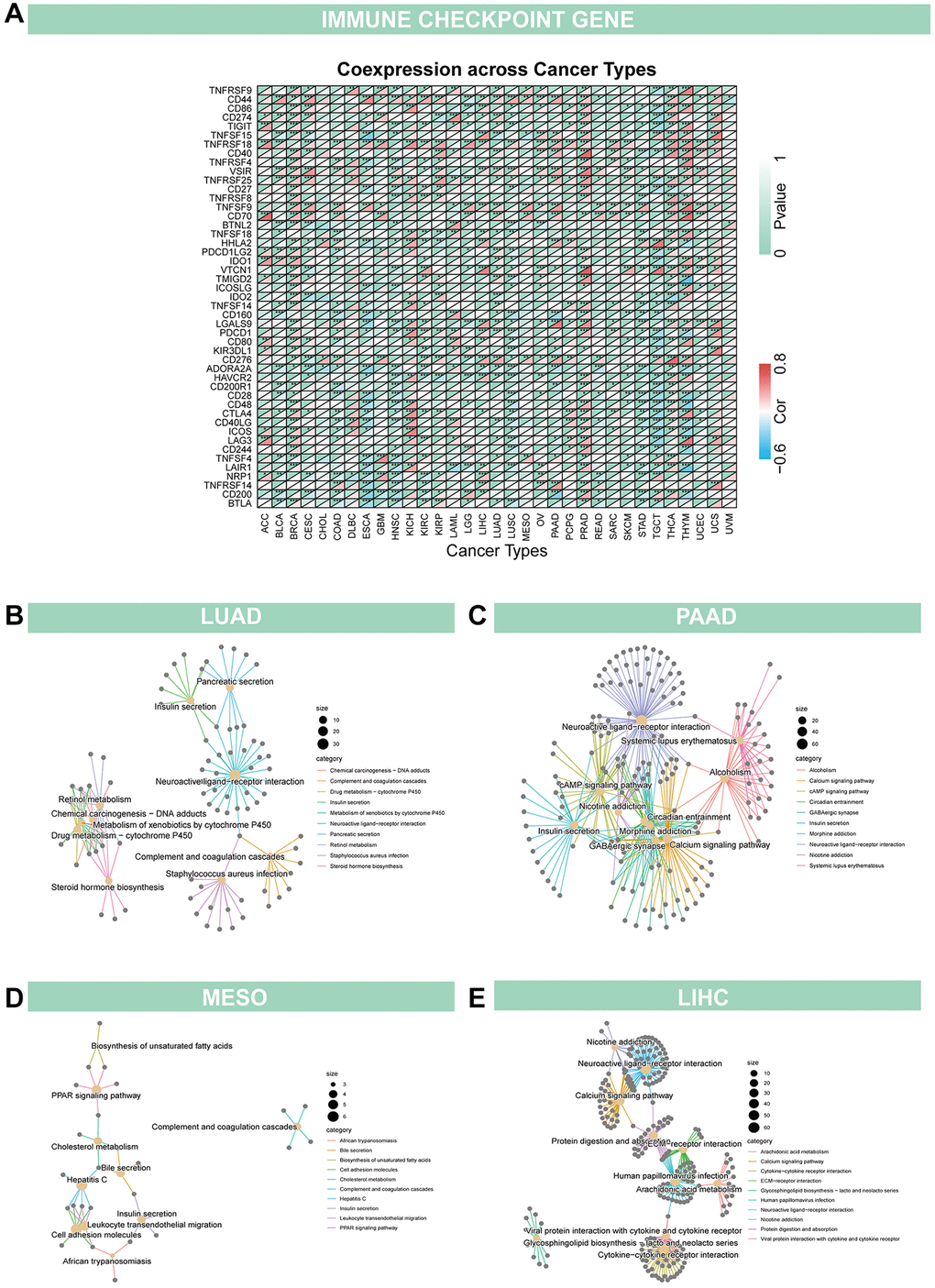 Relationship of GJB3 with immune checkpoint and biological function in cancer (A) GJB3 is related to immune checkpoint-related genes in diverse tumors. (B–E) The KEGG study investigates the biological functions of four cancers, LUAD (B), PAAD (C), MESO (D) and LIHC (E).