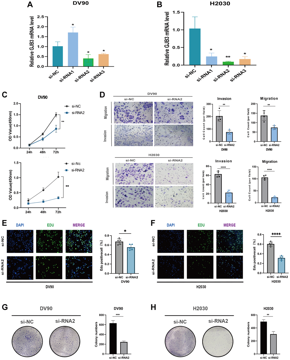 GJB3 knockdown inhibits the growth and migration of LUAD cells in vitro. (A, B) Verification of knockdown efficiency of GJB3 in DV90 (A) and H2030 (B) cell lines. (C–H) The biological functions of GJB3 in LUAD cell lines were verified by CCK-8 (C), transwell (D), EDU (E, F), and colony formation (G, H). (*P **P ***P ****P 