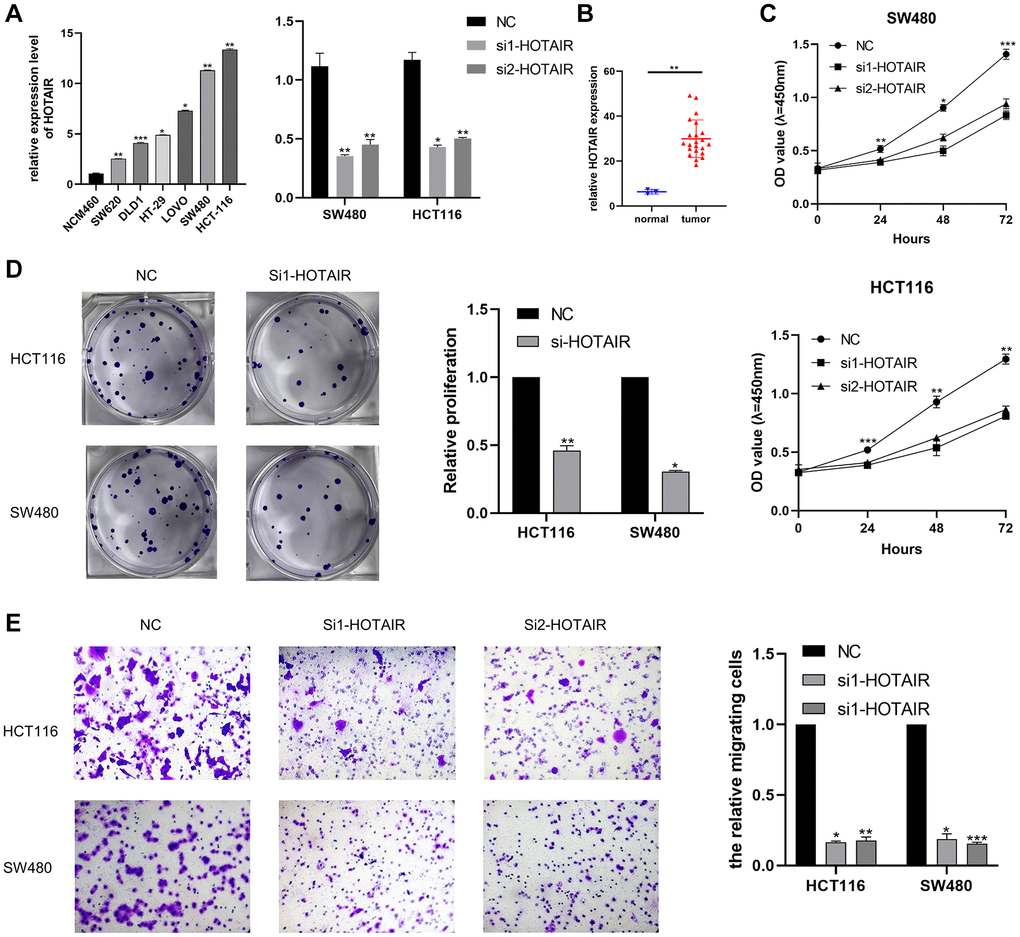 Effect of HOTAIR in CRC cell proliferation and migration. (A) Transcription level of HOTAIR in CRC cell lines and NCM460. (B) Transcription level of HOTAIR in HCT116 and SW480 were significantly downregulated by si-HOTAIR transfection, respectively. (C) Relative expression of HOTAIR in CRC tissues was assessed by comparing with normal samples (n = 25). (D) Cell proliferation was assessed by CCK assay. (E) Transwell assay employed to detect the migration ability of HOTAIR knockdown cells. *p **p ***p 