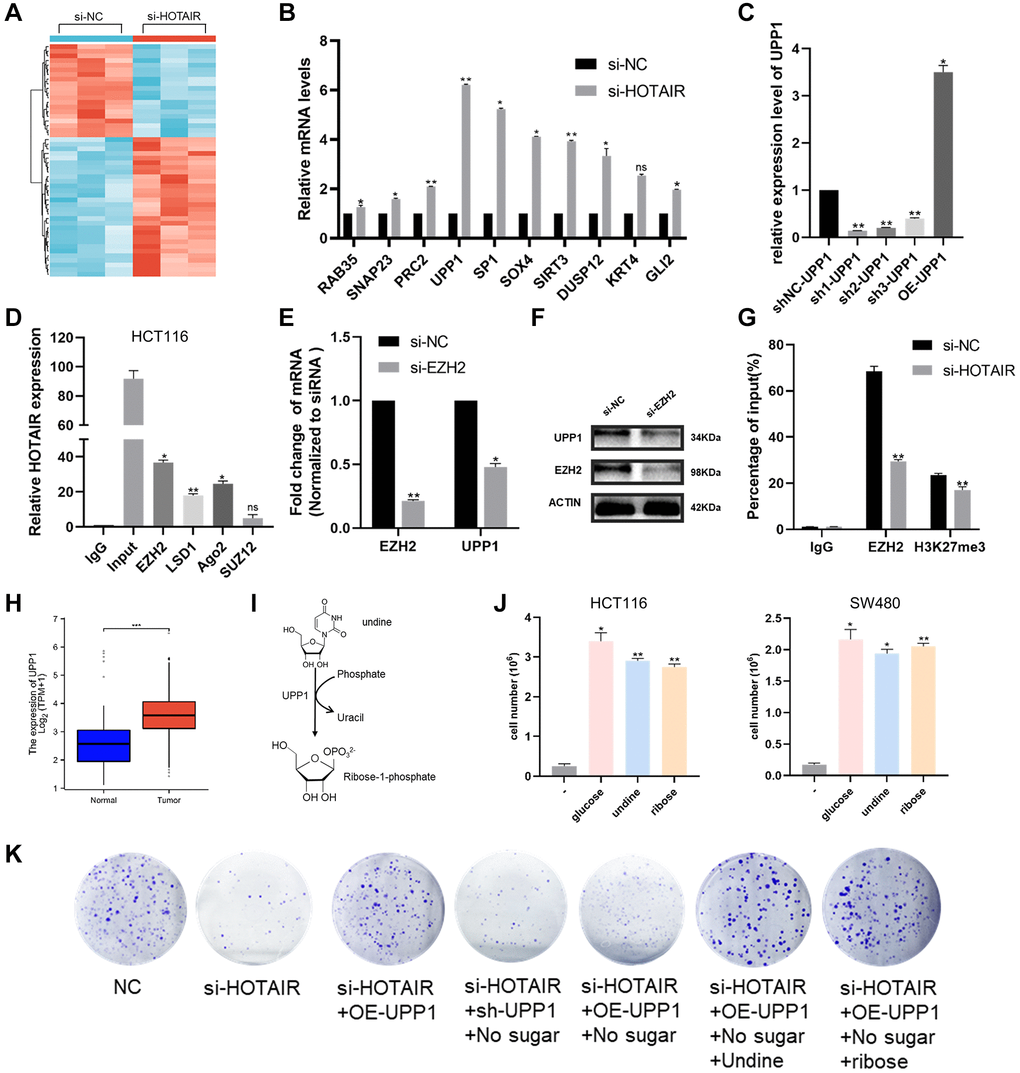 HOTAIR affects CRC proliferation through uridine bypass via EZH2/UPP1 axis. (A) A hierarchically clustered heatmap of differentially expressed genes in CRC cells after transfection of si-HOTAIR or NC-siRNAs. (B) Ten representative genes expression levels in CRC cells depleted of HOTAIR. (C) The knockdown and over-expressing efficiency of UPP1 were detected by RT-qPCR. (D) RIP assays were performed in CRC cells to show HOTAIR co-immunoprecipitation with EZH2, LSD1, Ago2 and SUZ12. (E, F) EZH2 and UPP1 mRNA and proteins level in CRC cells transfected with si-EZH2 or siRNA-NC by qRT-PCR and western blot analysis. (G) EZH2 occupancy on the UPP1 promoters was upregulated by HOTAIR knockdown by ChIP-qPCR assay. (H) UPP1 was highly expressed in CRC tissues compared with normal tissues through TCGA. (I) Reaction catalysed by UPP1 proteins. (J) Cell growth assays of HCT116 control cells in glucose-free media in the presence of 10 mM of either glucose, uridine or ribose. (K) Colony-forming assays assessed CRC cell proliferation in the presence of si-HOTAIR, sh-UPP1, OE-UPP1, glucose, uridine or ribose.