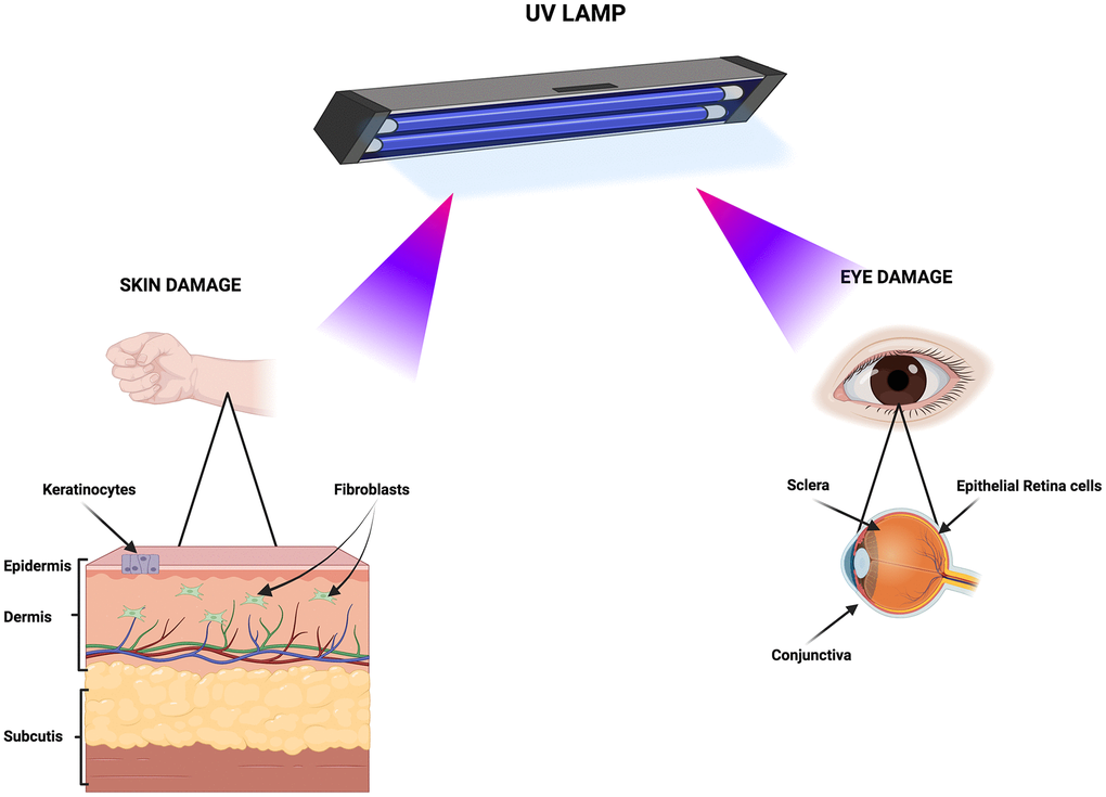 Germicidal lamps using UV-C radiation may pose health safety issues: a ...