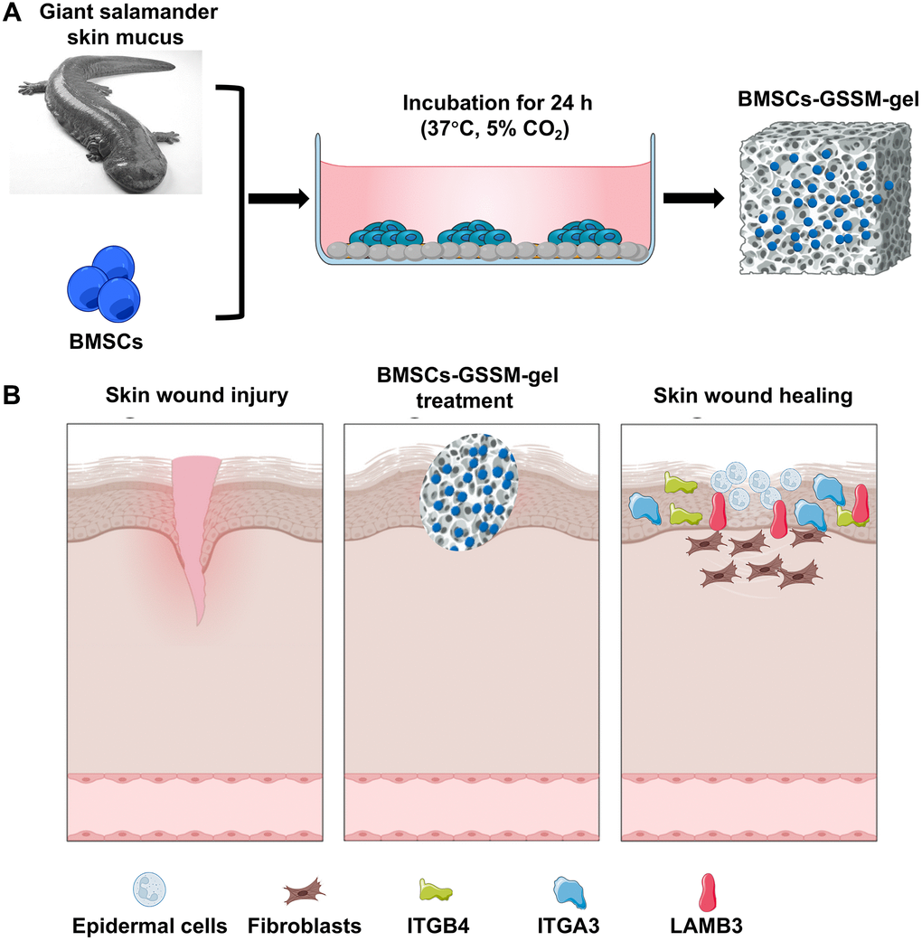 Schematic diagram of wound healing by BMSCs-GSSM-gel. (A) Preparation process of BMSCs-GSSM-gel. (B) Schematic diagram of wound healing.