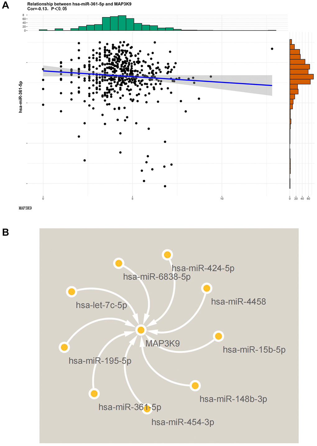 Diagram of the results of bioinformatics analysis. (A) The correlation between MAP3K9 and miR-361-5p was analyzed based on the Targetscan database. MAP3K9 was negatively correlated with miR-361-5p. (B) Graph of MAP3K9-related miRNAs based on Cytoscape software.
