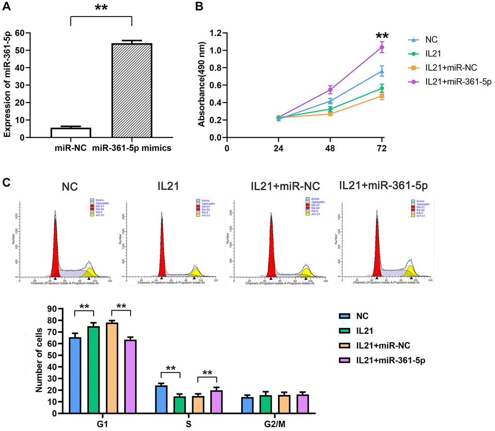 IL21 inhibits chondrocyte proliferation by regulating the expression of miR-361-5p. (A)The expression of miR-361-5p in HC-a cells in the NC group and miR-361-5p mimics group was verified to verify the successful transfection of miR-361-5p mimics. (B) Proliferative capacity of HC-a cells after co-treatment with IL21 or IL21 and miR-361-5p.miR-361-5p can promote the proliferative ability of HC-a cells. (C) Cell cycle analysis of HC-1 cells after co-treatment with IL21 or IL21 and miR-361-5p. miR-361-5p can promote the S phase of HC-a cells stimulated by IL21. N = 8; **P 