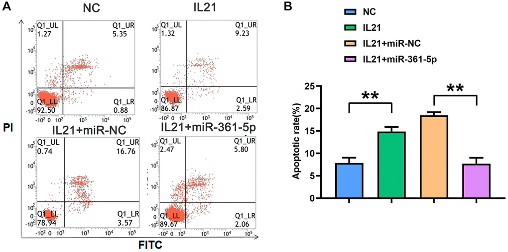 IL21 promotes chondrocyte apoptosis by regulating the expression of miR-361-5p. (A) Plots of apoptosis results of HC-1 cells after co-treatment with IL21 or IL21 and miR-361-5p. (B) The apoptosis rate of HC-1 cells after co-treatment with IL21 or IL21 and miR-361-5p. N = 8; **P 