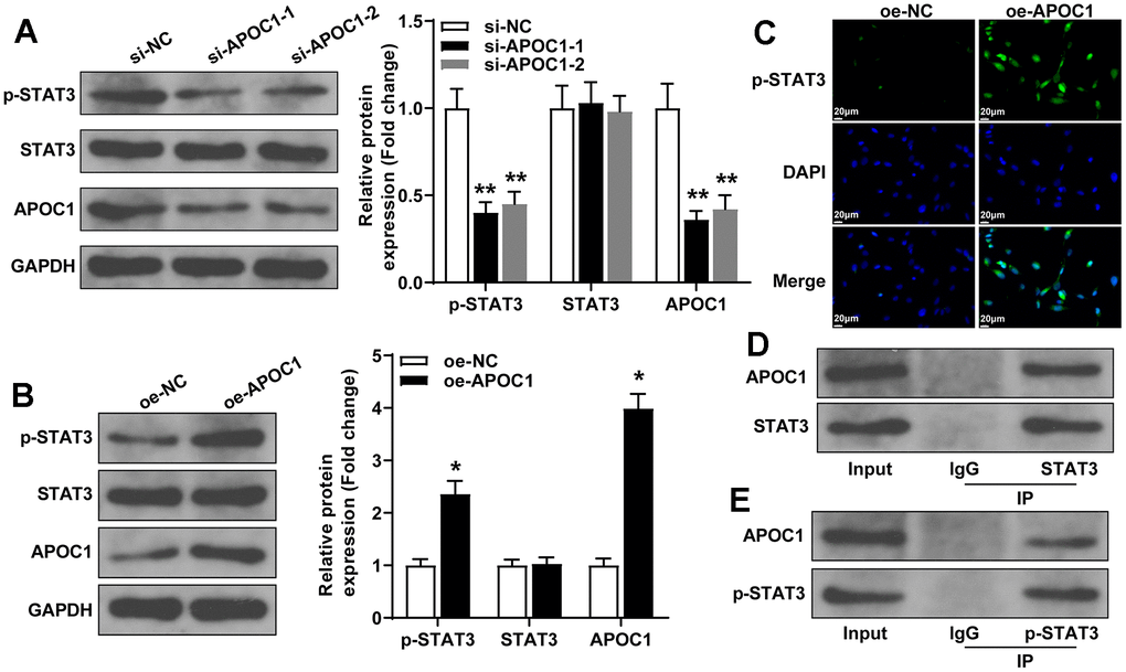 APOC1 binds STAT3 to regulate the activation of STAT3 signal pathway. Note: (A, B) western blot detected the expressions of APOC1, p-STAT3 and STAT3 after cell transfection with APOC1 overexpression or APOC1 knockdown, *P C) Immunofluorescence detected the expression of p-STAT3 in rat primary cardiomyocytes, scale bar of 25 μm; (D, E) Co-IP detected the binding of APOC1 with STAT3 and p-STAT3. Each experiment was repeated for 3 times.