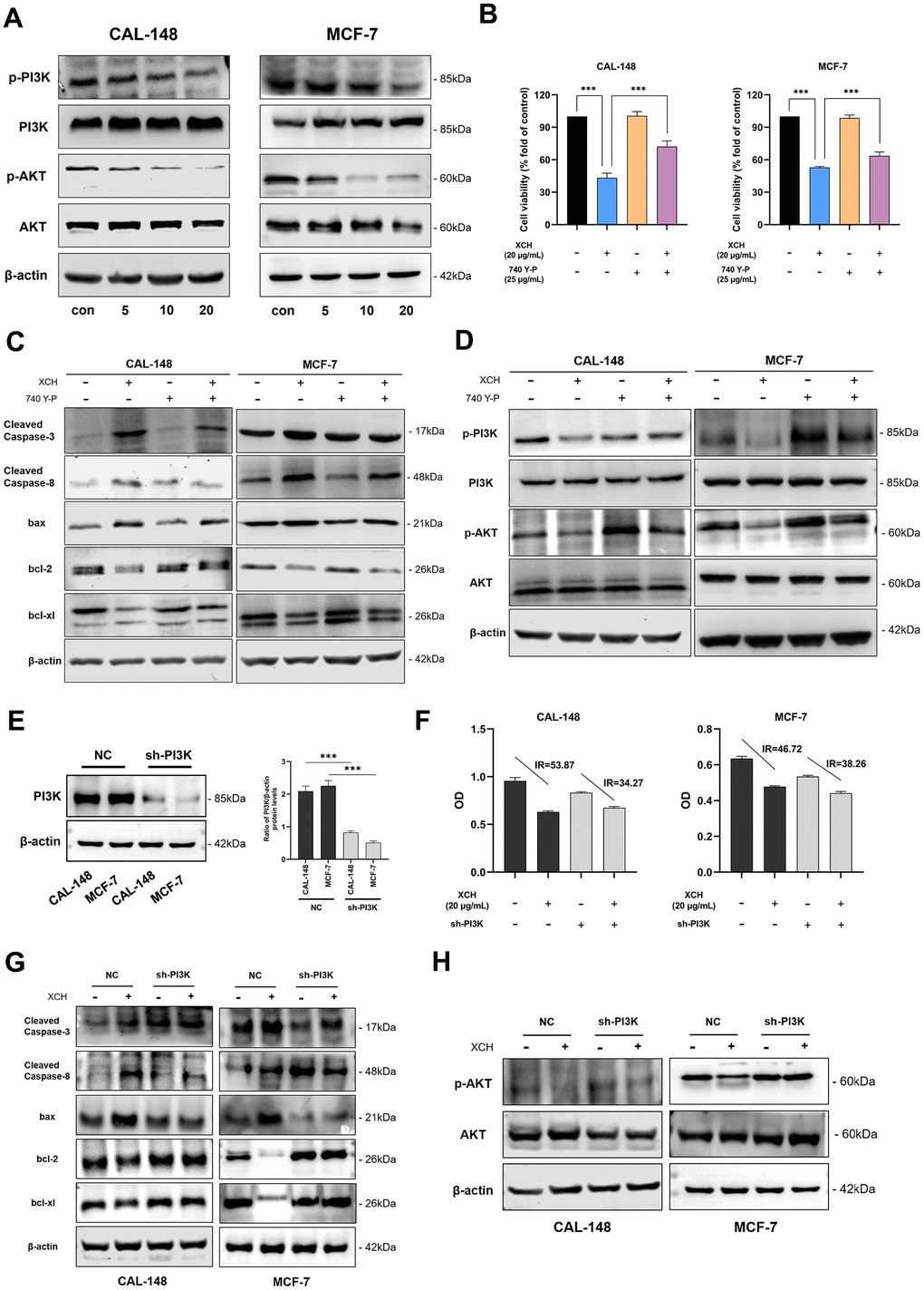 Xiaochaihu decoction induced the apoptosis of breast cancer cells by inhibiting the PI3K/Akt signaling pathway. (A) The cells were treated with the XCH decoction for 48 hours, and the protein expression of the PI3K/Akt signaling pathway was detected by Western blotting. (B) Cell viability was determined by CCK-8. (C, D) The cells were pretreated with a PI3K agonist (740 Y-P, 25 μg/mL) for 3 hours and then treated with or without the XCH decoction (20 μg/mL) for 48 hours. The expression levels of proteins associated with apoptosis and PI3K/Akt signaling pathway proteins were measured by Western blotting. (E) Knockdown of PI3K in breast cancer cells by lentivirus. (F) CCK-8 was used to detect the effect of the XCH decoction on breast cancer cells after PI3K knockdown. (G, H) Effect of the XCH decoction on apoptosis and PI3K pathway-related protein expression in breast cancer cells after PI3K knockdown. The data are shown as the mean ± SD of three experiments. ***P 