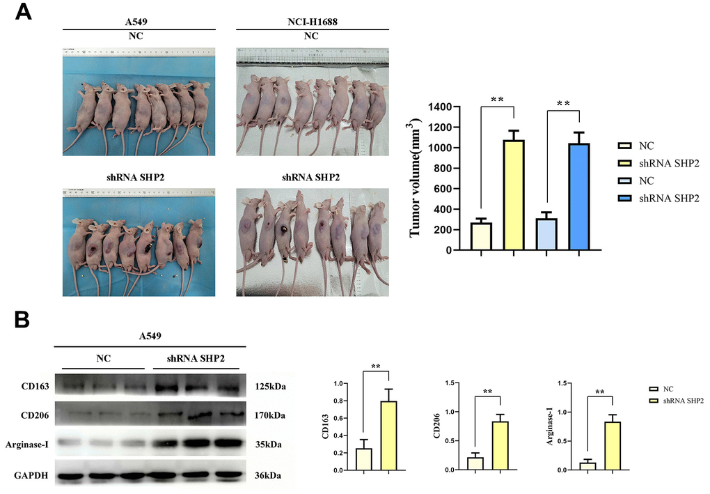 Inhibition of SHP2 in TAM can promote M2 polarization and the development of lung adenocarcinoma. (A) Subcutaneous tumor assay in nude mice and data statistics; (B) Western blot detects M2 markers: the expression of CD163, CD206 and Arginase-1. N=8;**P