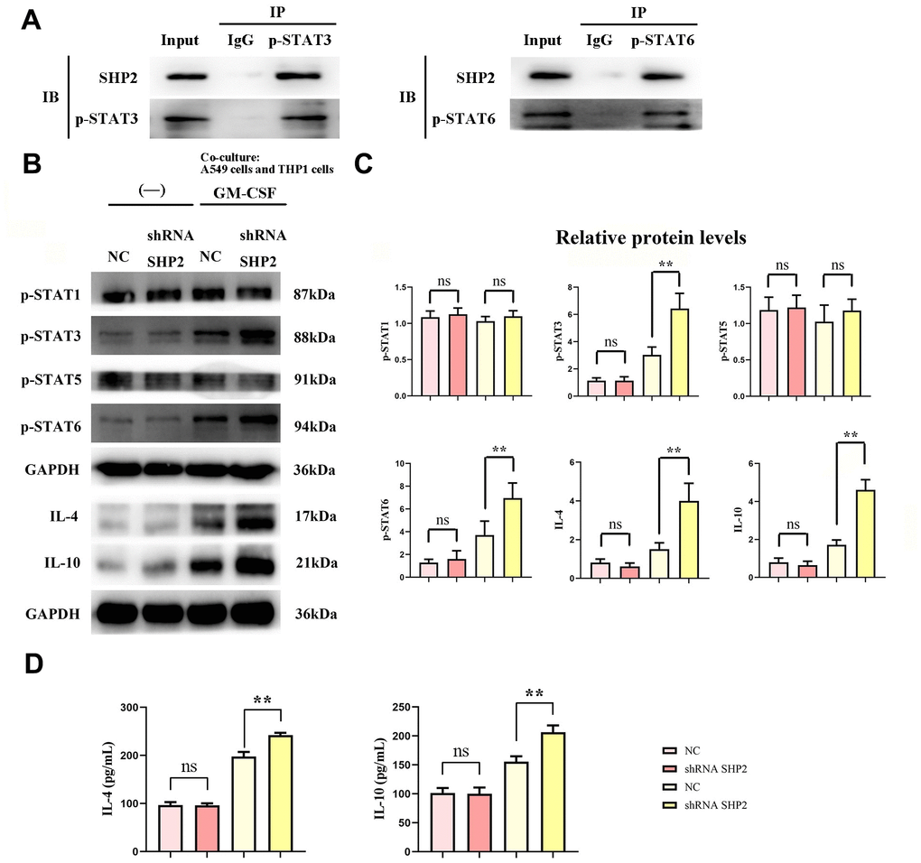 Inhibition of SHP2 in TAM can promote the stimulation of STAT3/STAT6 signaling pathway in TAM by lung adenocarcinoma. (A) Co-IP experimental results; (B) Protein band diagram of p-STAT1, p-STAT3, p-STAT5, p-STAT6, IL-4, IL-10; (C) Relative protein expression statistics of p-STAT1, p-STAT3, p-STAT5, p-STAT6, IL-4, IL-10; (D) ELISA detects the concentrations of IL-4 and IL- 10. N=3;**P0.05.
