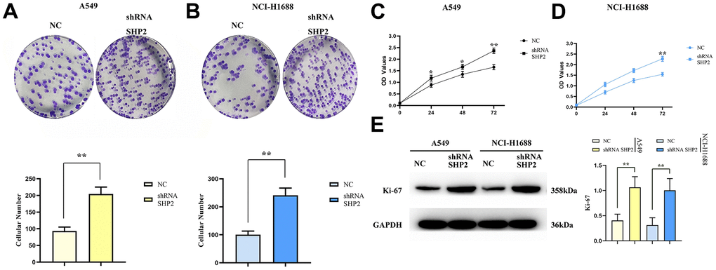 Inhibition of SHP2 in TAM can enhance the proliferation ability of lung adenocarcinoma cells. (A) Monoclonal proliferation experiment results and data statistics of A549 cells; (B) CCK8 test results of A549 cells; (C) Monoclonal proliferation experiment results and data statistics of NCI-H1688 cells; (D) CCK8 assay results of NCI-H1688 cells; (E) Protein band diagram and relative protein expression statistics of Ki-67. N=3;**P