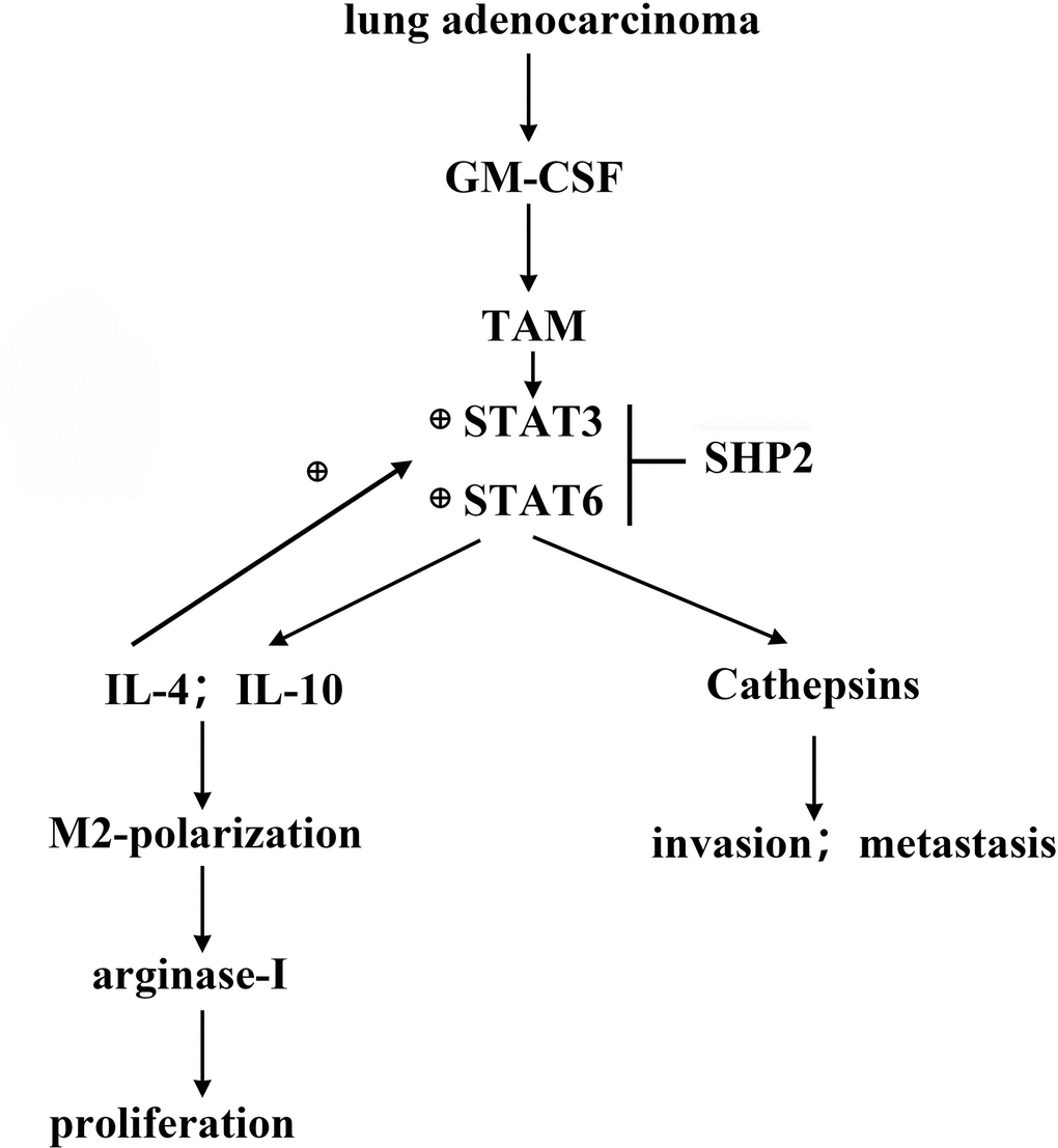 GM-CSF secreted by lung adenocarcinoma cells can stimulate the activation of STAT3/STAT6 signaling pathway in TAM, and promote the cathepsin secretion and M2 polarization, thus promoting the proliferation and migration of lung adenocarcinoma. SHP2 can inhibit the development of lung adenocarcinoma by suppressing STAT3.