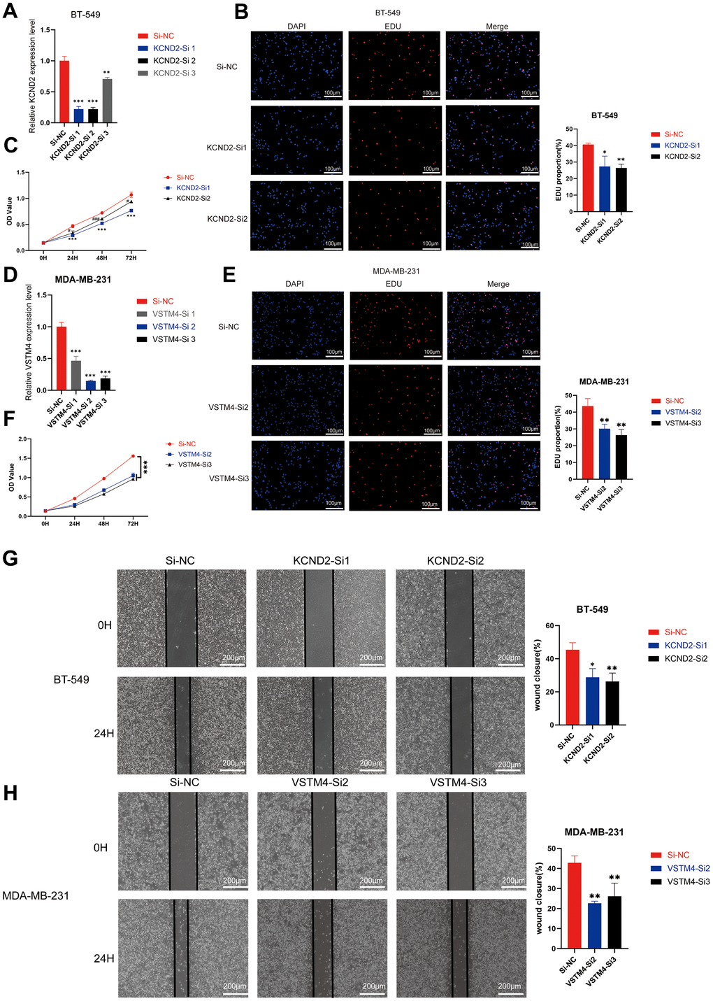 Depletion of KCND2 and VSTM4 reduces the proliferation and migration of TNBC cells in vitro. (A) The knockdown efficiency of siRNA targeting KCND2 in BT-549 cells was verified. (B) EdU incorporation analysis and (C) CCK-8 assay revealed that the knockdown of KCND2 affected the cell proliferation in BT-549 cells. (D) The knockdown efficiency of siRNA targeting VSTM4 in MDA-MB-231 cells was verified. (E) EdU incorporation analysis and (F) CCK-8 assay revealed that the knockdown of VSTM4 impacts cell proliferation in MDA-MB-231 cells. (G) The wound healing assay demonstrated that the knockdown of KCND2 affected the migration of BT-549 cells. (H) Wound healing assay results showed that the knockdown of VSTM4 impacted the migration of MDA-MB-231 cells. *P 