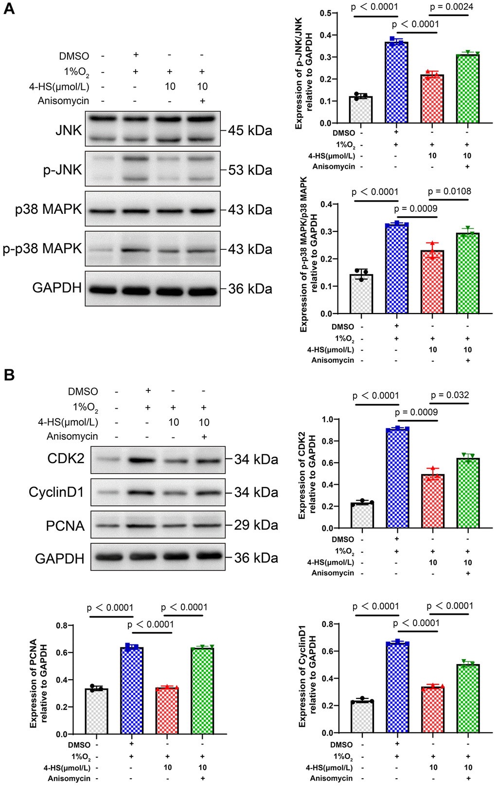 4-HS expression of JNK/MANK signaling pathway and proliferation-related proteins. (A) Western blot assay to detect the changes in the expression of JNK, p-JNK, p38 MAPK, and p-p38MAPK proteins in PASMC after treatment. (B) Western blot assay to detect the changes in the expression of CDK2, CyclinD1, and PCNA proteins in PASMC after treatment.