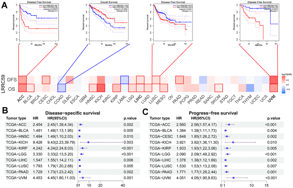 High expression of LRRC59 indicates a poor prognosis for pan-cancer. (A–C) Prognostic analysis of LRRC59 in pan-cancer DFS, OS, DSS and PFS.
