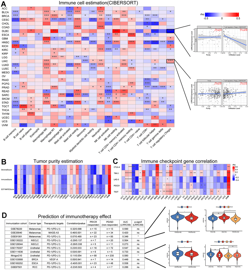 LRRC59 is associated with immune infiltration and immunotherapy. (A) Correlation analysis of LRRC59 with immune cells in pan-cancer. (B) Correlation analysis of LRRC59 with tumor purity estimation in pan-cancer. (C) Correlation analysis of LRRC59 with immune checkpoint genes in pan-cancer. (D) Correlation analysis of LRRC59 with immunotherapy cohorts in pan-cancer.