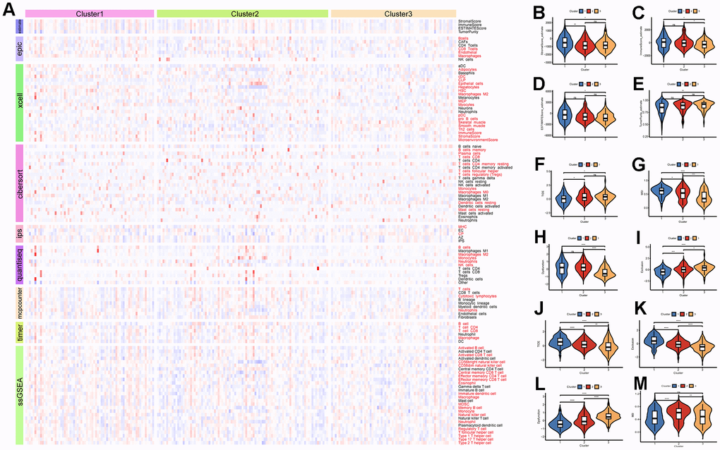 Immune infiltration and therapeutic analysis of HCC subtypes. (A) Analysis of immune cell infiltration in HCC subtypes. (B–E) Estimation of tumor purity for HCC subtypes. (F–I) Analysis of the effect of immunotherapy on HCC subtypes in the ICGC-LIRI dataset. (J–M) Analysis of the effect of immunotherapy on HCC subtypes in the TCGA-LIHC dataset.