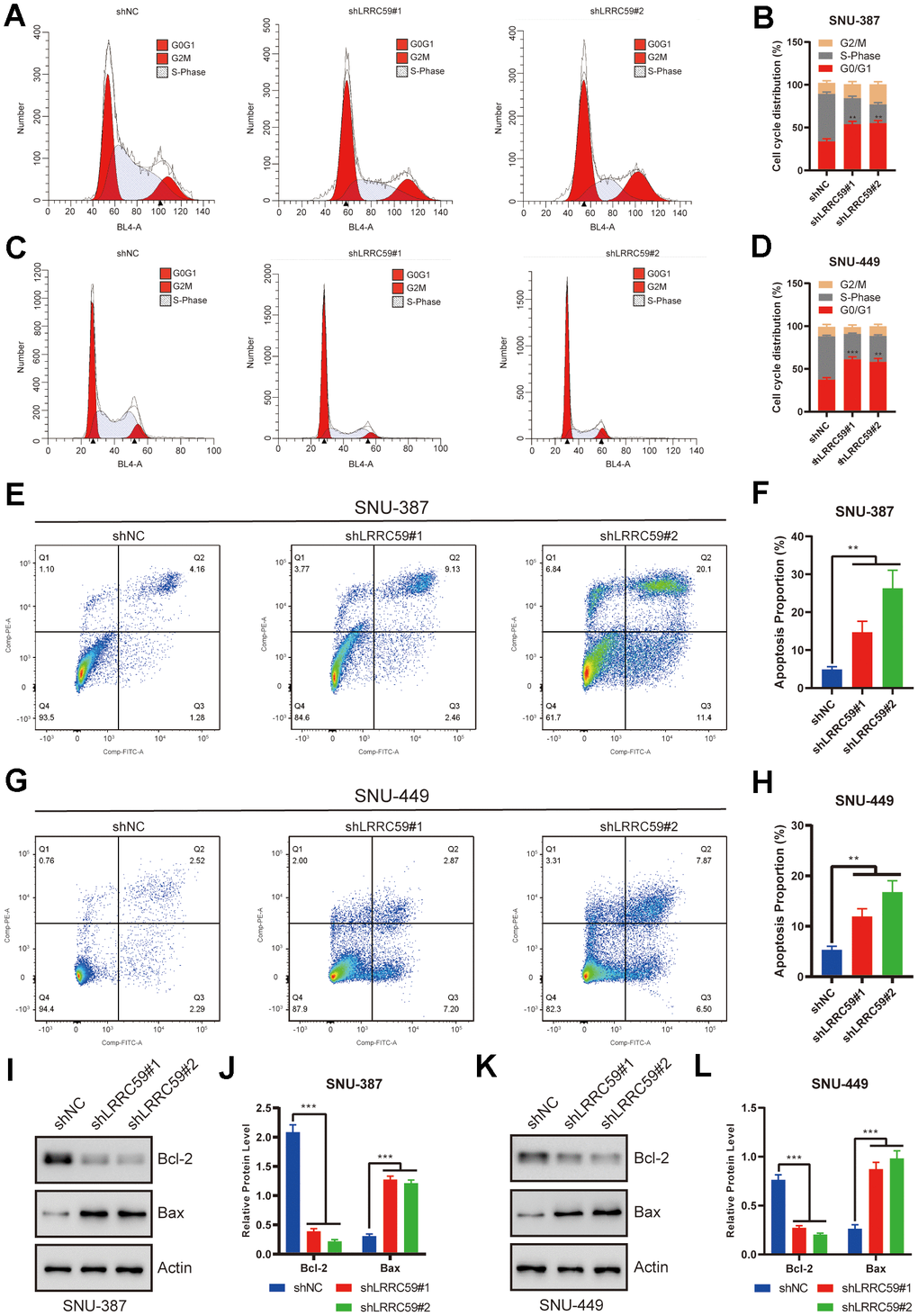 LRRC59 knockdown induced cell cycle arrest and apoptosis in HCC cells. (A–D) Flow cytometry was used to detect the role of LRRC59 on cell cycle arrest. (E–H) Flow cytometry was used to detect the role of LRRC59 on cell apoptosis. (I–L) Western blot showed the expression of apoptosis-related markers in SNU-387 and SNU-449.