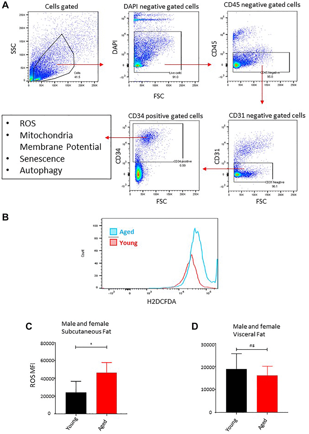 Age-associated oxidative stress in ASCs. (A) Flow cytometry gating strategy used in this study to gate on CD34+ fraction after excluding DAPI positive (dead cells), CD45+ (hematopoietic lineage), and CD31+ (endothelial) cells for downstream analysis of ROS, mitochondrial membrane potential, senescence, and autophagy markers. (B) ROS concentration was measured in ASCs. A representative histogram of flow cytometric measurement of DCFDA fluorescence in young and aged subcutaneous ASCs. (C, D) Subcutaneous ASCs (C) and visceral (D) were isolated, treated with DCFDA dye ex vivo, and analyzed by FACS. Graphs are representative of eight mice per group and ASCs from two mice were pooled together to achieve 5000 events count. (n = 2 male and 2 female mice per group) P value *, ns = non-significant.