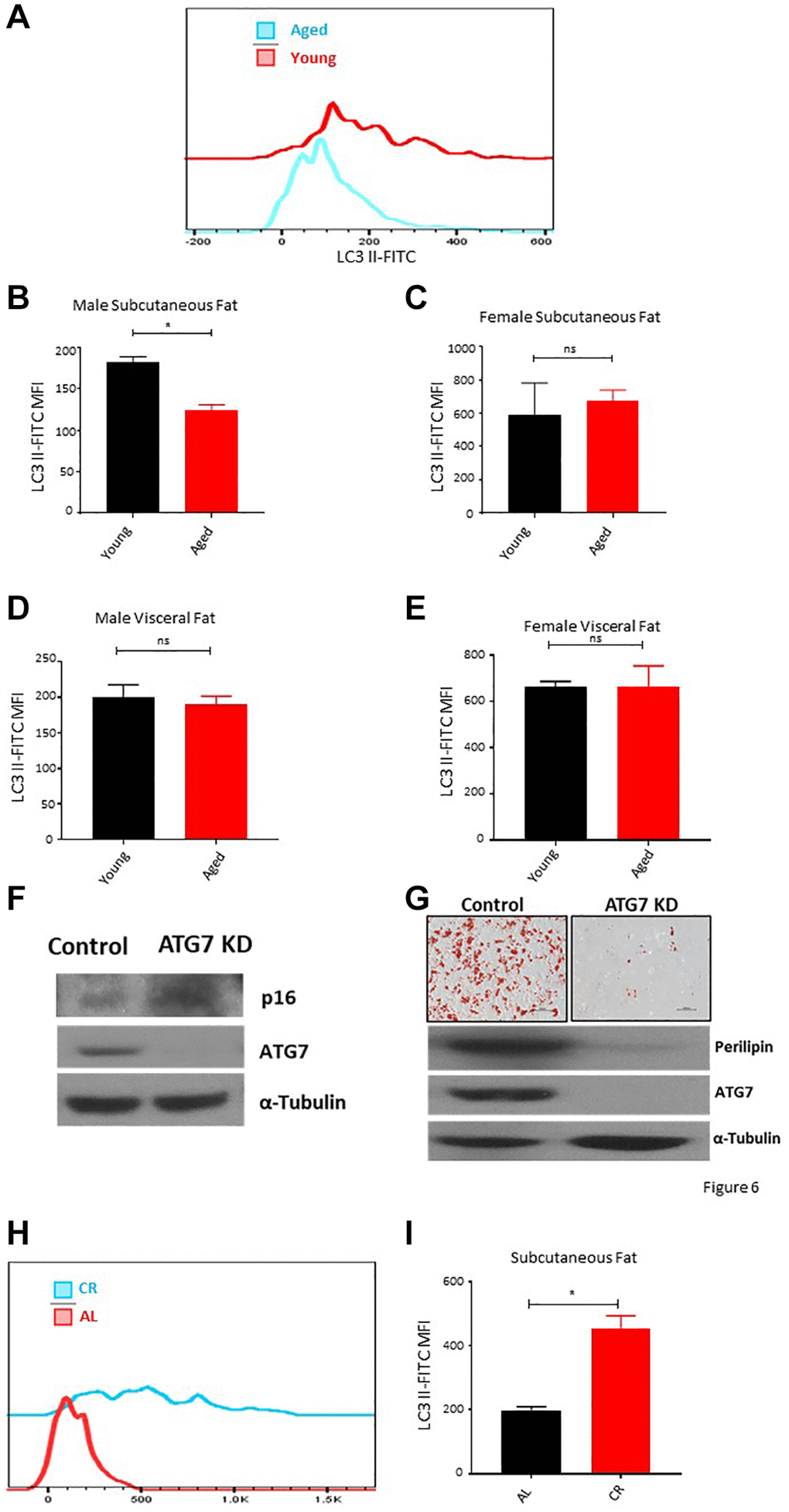 Aging is associated with autophagy defects in ASCs. (A) Representative histogram of autophagy marker LC3 II fluorescence among ASCs from young and aged mice. (B, C) The mean fluorescence intensity distribution of LC3 II in subcutaneous ASCs from young and aged male (B) and female (C) mice. (D, E) The mean fluorescence intensity distribution of LC3 II in visceral ASCs from young and aged male (D) and female (E) mice. (F) Western blot of ASCs lysate from control and ATG7 KO mice. Blots were developed for p16, ATG7, and α-Tubulin. (G) ASCs isolated from control and ATG7 KO mice were differentiated and stained with Oil-Red-O. Differentiated ASCs lysate was blotted for perilipin, ATG7, and α-Tubulin expression. (H, I) The mean fluorescence intensity distribution of LC3 II in subcutaneous ASCs from mice fed on caloric restricted and ad-libitum diet. (n = 3–5 mice per group) P value *, ns = non-significant.
