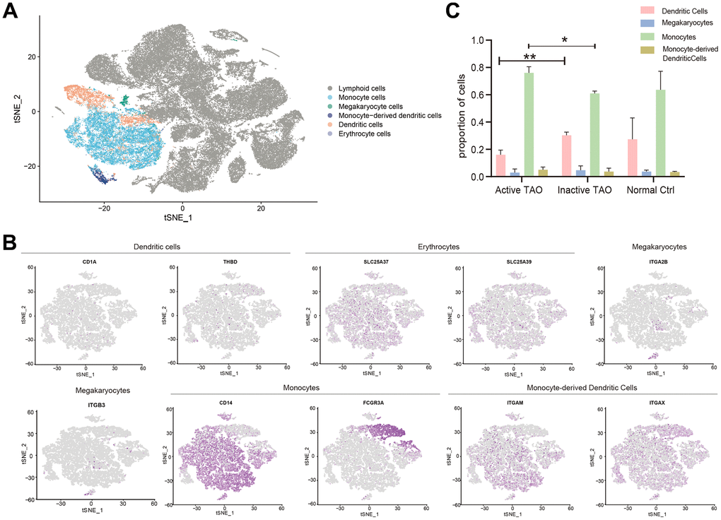 Analysis of the myeloid landscape reveals decreased DCs and increased monocytes in active TAO. (A) Sub-clustering of myeloid cells identifies 5 cellular categories, including monocytes, megakaryocytes, monocyte-derived dendritic cells, dendritic cells, and erythrocytes. (B) tSNE feature plot representation of marker genes expression within individually identified myeloid cells. (C) Bar plots showing the percentage of myeloid subclusters in active TAO, inactive TAO, and NC group (* pp