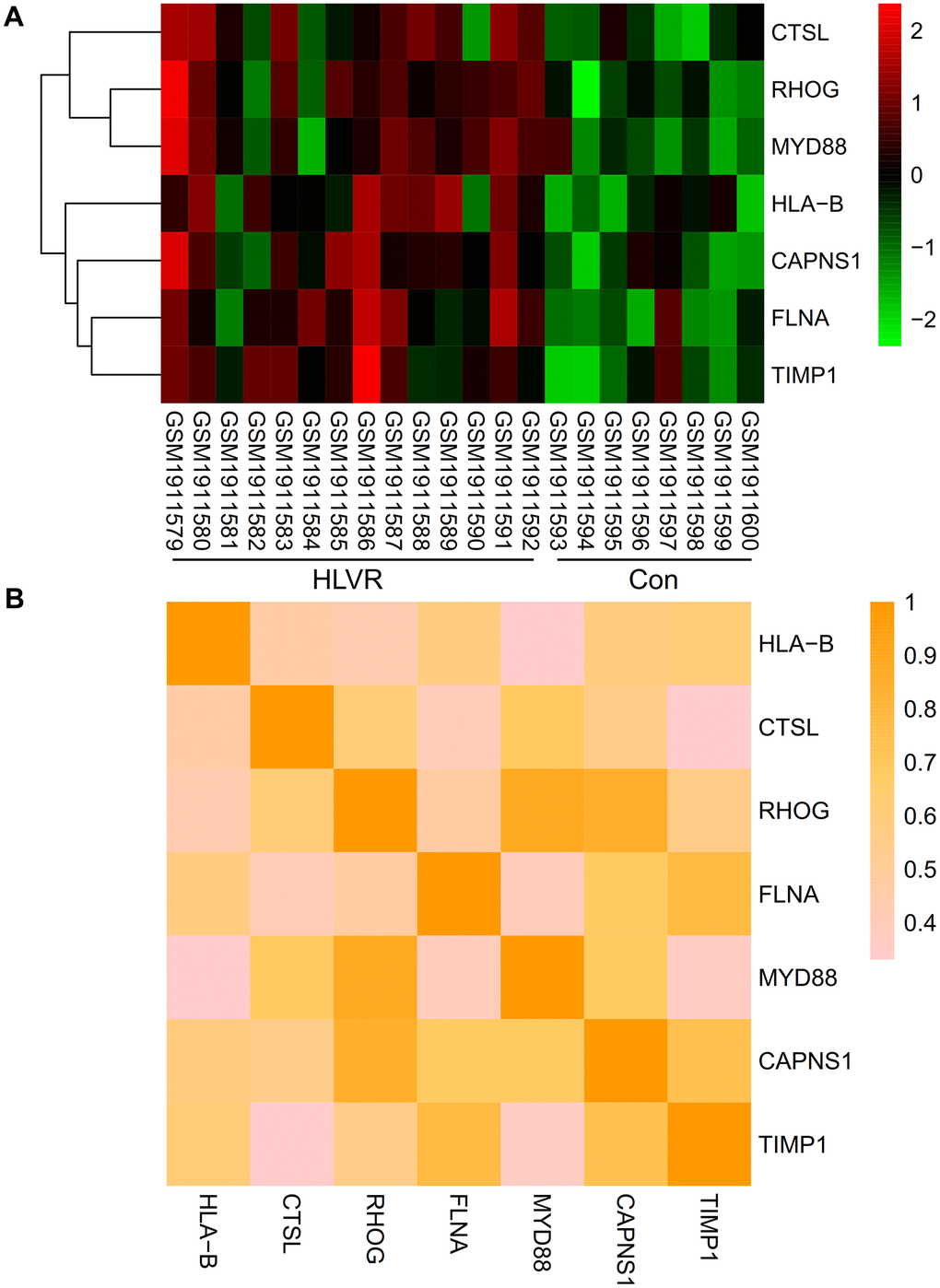 Expression and correlation analysis of significant hub genes. (A) A heatmap showing the expression level of significant hub genes in the GSE74144 dataset. (B) Correlations among all the significant hub genes.