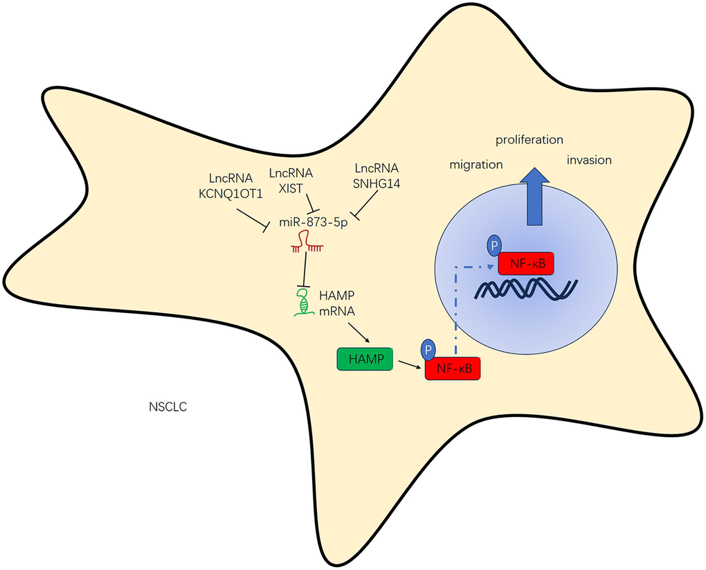 The regulatory mechanism of the KCNQ1OT1/SNHG14/XIST-miR-873-5p-HAMP axis in NSCLC.