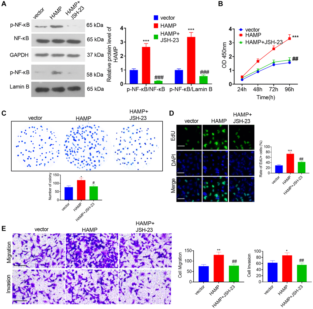 HAMP upregulated the NF-κB pathway in NSCLC cells. (A) JSH-23 (10 μM) was used for treating H460 with HAMP overexpression, and western blot analysis was carried out to evaluate p-NF-κB p65 protein levels in whole cells and in the nucleus. (B) Cell proliferation was assessed using a CCK-8 assay. (C) The ability of cells to form colonies was evaluated through a cell colony formation assay. (D) Cell proliferation was examined using an EdU staining assay. The scale bar is 50 μm. (E) Transwell assays were employed to evaluate the migratory and invasive properties of H460 cells. Scale bar = 200 μm. *P **P ***P #P ##P ###P n = 3.
