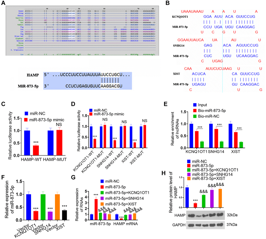 Regulatory mechanism of the lncRNA KCNQ1OT1/SNHG14/XIST-miR-873-5p-HAMP axis. (A) miR-873-5p targets the 3’UTR of HAMP mRNA, as determined via TargetScan. (B) The lncRNAs XIST, KCNQ1OT1, and SNHG14 potentially target miR-873-5p. (C, D) A dual-luciferase reporter assay revealed the interaction of miR-873-5p-HAMP, miR-873-5p-KCNQ1OT1, miR-873-5p-SNHG14, and miR-873-5p-XIST in 293T cells. (E) The interaction between miR-873-5p and KCNQ1OT1/SNHG14/XIST in 293T cell lysates was verified through pull-down analysis. (F) The expression levels of miR-873-5p were investigated following the transfection of KCNQ1OT1, SNHG14, and XIST overexpression plasmids into H460 cells. (G, H) H460 cells were transfected with HAMP overexpression plasmids, miR-873-5p mimics, or KCNQ1OT1, SNHG14, or XIST overexpression plasmids. Subsequently, HAMP mRNA and protein levels were evaluated. ***P &&&P n = 3.