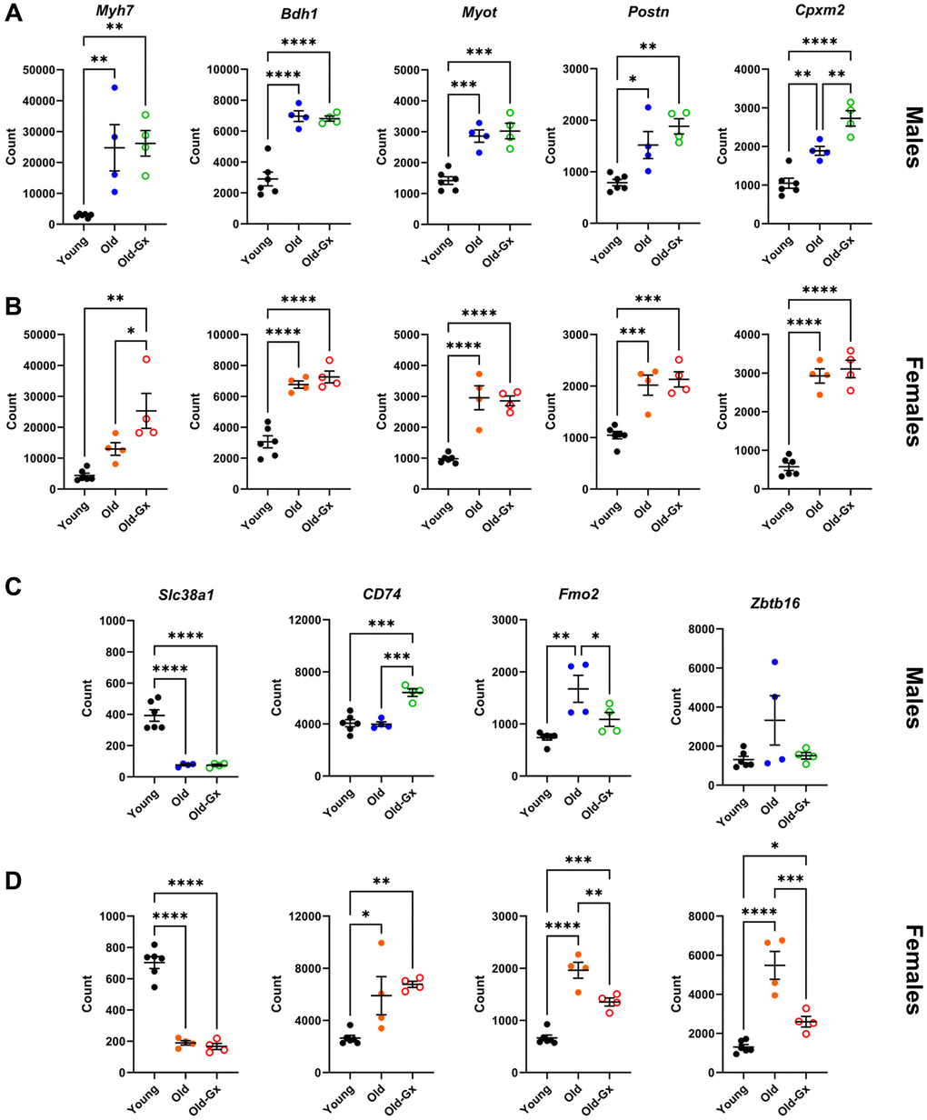 Gene expression of common LV genes up-regulated during cardiac aging in male (A) and female (B) mice. Myh7, Myosin heavy chain beta, Bdh1, 3-Hydroxybutyrate Dehydrogenase 1, Myot, Myotilin, Postn, Periostin, Cpxm2, Inactive Carboxypeptidase-Like Protein X2. (C) (males) and (D) (females). Downregulated genes and genes have different modulations with aging between Gx and non-Gx animals or between males and females. Slc38a1, Solute Carrier Family 38 Member 1, CD74, CD molecule, Fmo2, Flavin Containing Dimethylaniline Monooxygenase 2 and Zbtb16, Zinc Finger and BTB Domain Containing 16. Results are expressed as the mean ± SEM (n = 4). One-way ANOVA followed by Holm-Sidak post-test. *p **p ***p ****p 