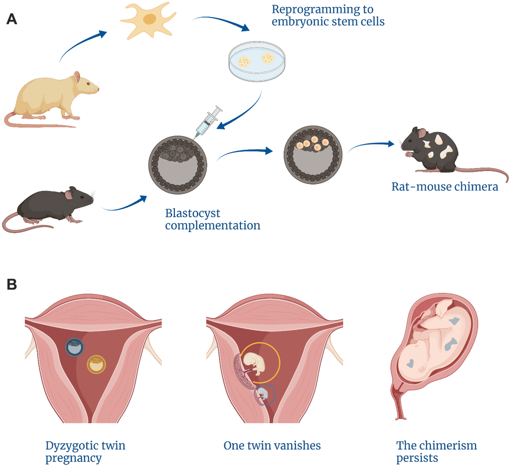 Examples of cases arising from a lack of self/non-self discrimination within the embryo. (A) Blastocyst complementation methods can give rise to interspecies chimeras. (B) The vanishing twin phenomenon is responsible for natural intraspecies chimerism.