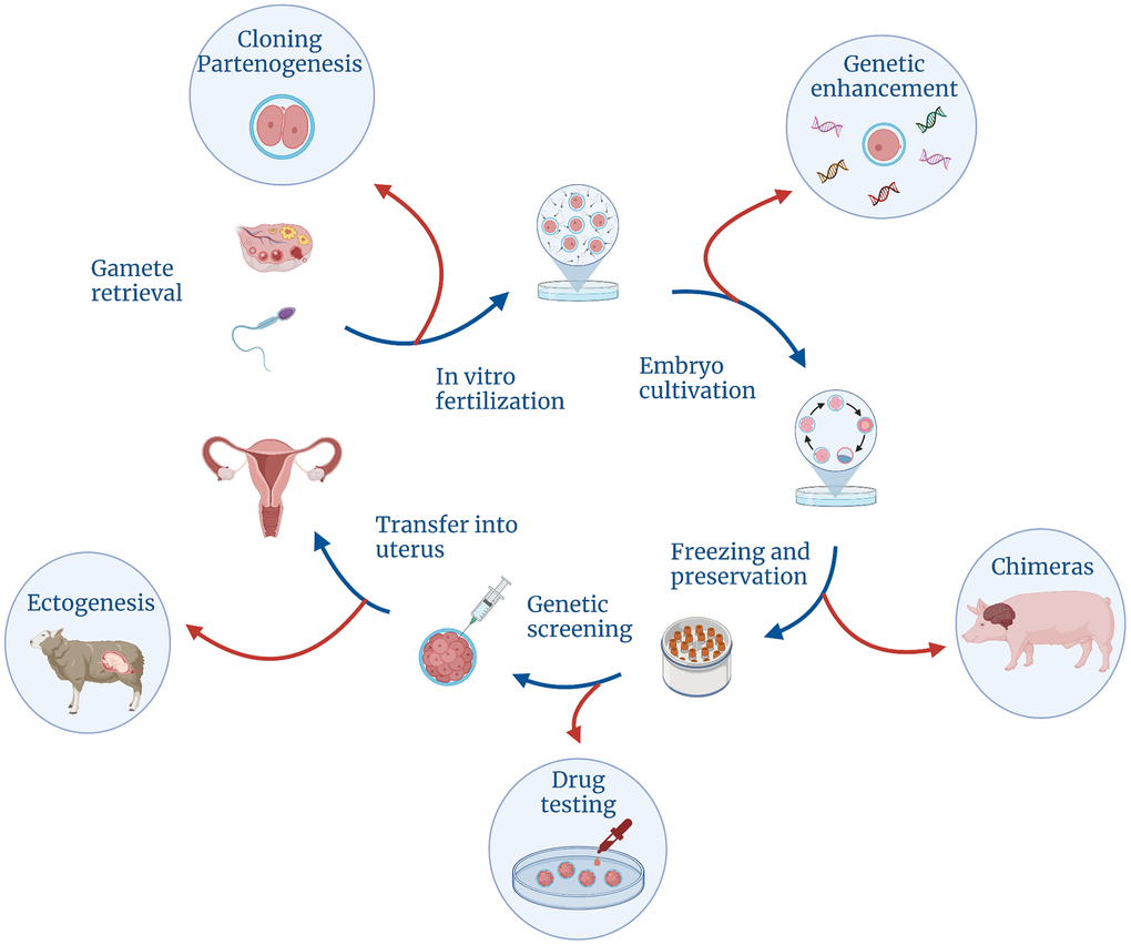 Controversial technologies that could be made possible with the development of different stages of the regular IVF cycle.
