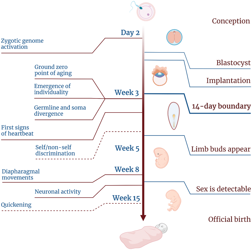Timeline of human embryogenesis showing the developmental stages and the emergence of different features of life. Dashed lines indicate two features for which the timing is uncertain.
