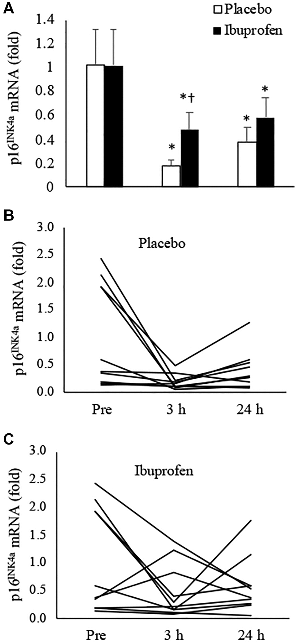 Effect of ibuprofen on p16INK4a expression in human skeletal muscle after HIIE. Decreased p16INK4a mRNA after HIIE was attenuated by ibuprofen administration (A). A wide individual variation of the exercise response was observed for both placebo (B) and ibuprofen (C) trials. †Denotes significant difference against placebo, p *denotes significant difference against Pre, p 