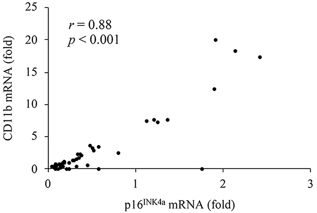 A high correlation between p16INK4a mRNA (cellular senescence) and CD11b mRNA (pro-inflammatory myeloid differentiation) in human muscle tissues.