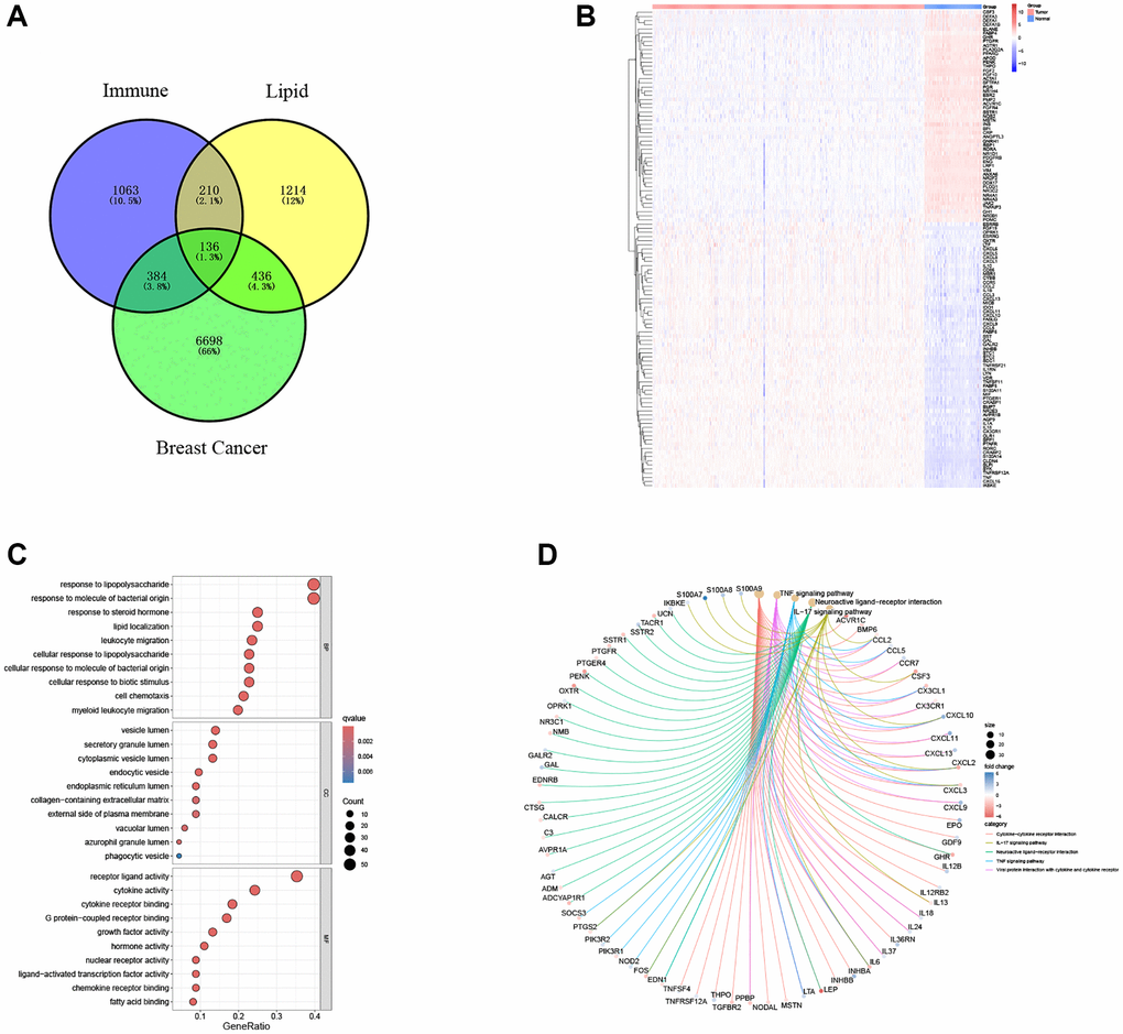 Exploration of immune-related and lipid metabolism-related DEGs. (A) Venn diagram shows the intersection of lipid metabolism and immune pathway gene sets with breast cancer DEGs. (B) The heatmap showed the difference of intersection gene expression level. (C) Gene ontology (GO) functional annotation. (D) KEGG pathway enrichment analysis of captured gene sets.
