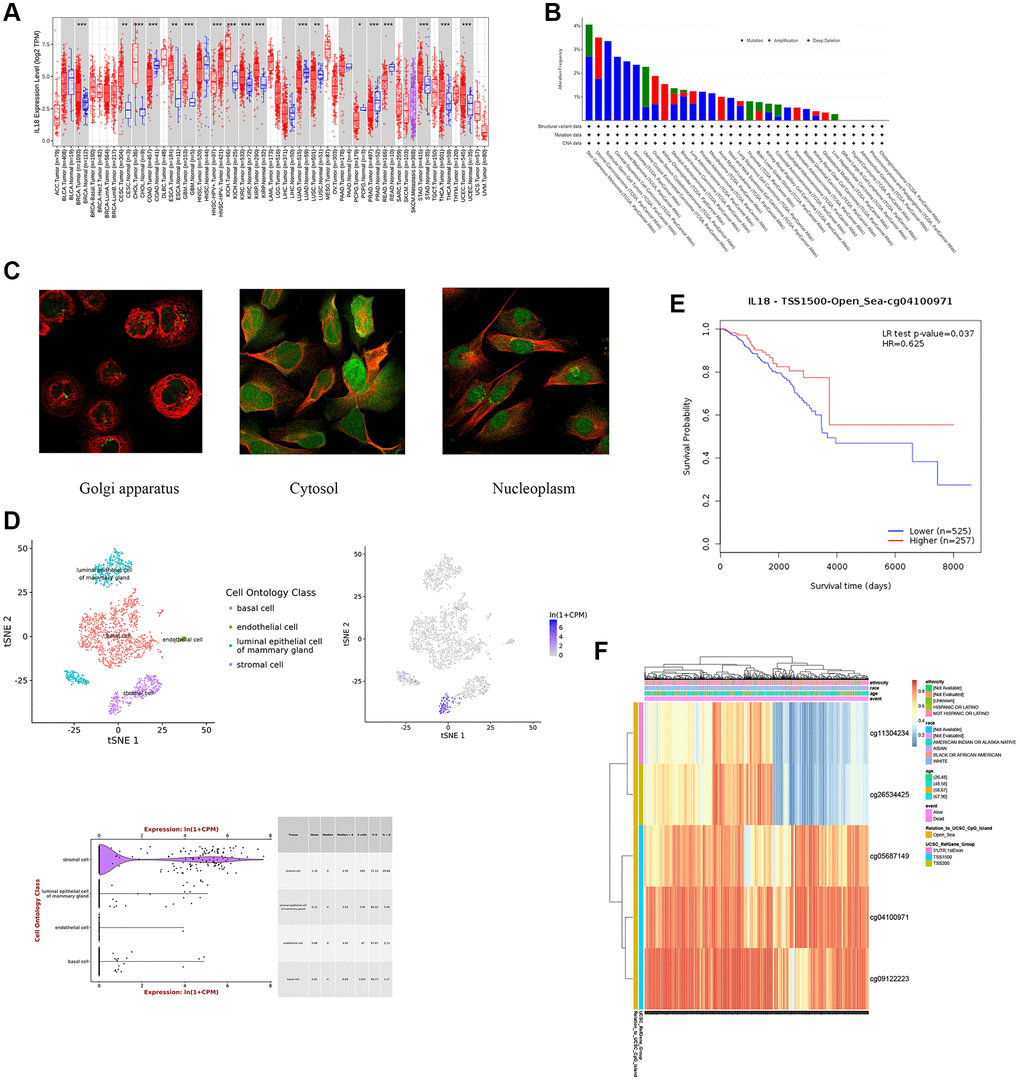 The analysis of biological effects of key gene -IL18. (A) IL18 expression in different cancers and paired normal tissue in the TIMER2 database. (B) IL18 gene mutation types in different cancer species. (C) Subcellular localization of IL18 gene in different cancer cell lines. (D) The expression information of IL18 at single cell level was analyzed in model animal mouse single cell database. (E, F) DNA methylation database showed that methylation levels at different sites of IL18 were correlated with survival and prognosis.