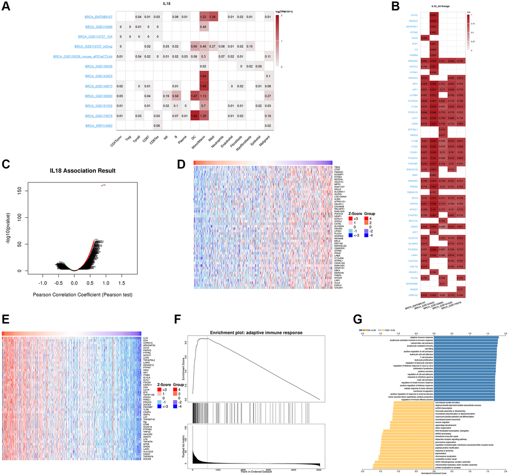The Single cell database analysis of IL18. (A, B) Single cell sequencing data from different breast cancers showed the expression of IL18 enriched cells and interacting genes. (C–E) The LinkedOmics database shows the IL18 up-regulated and down-regulated gene sets. (F, G) Functional effects of IL18 interacting genes were analyzed by GSEA and GO enrichment.