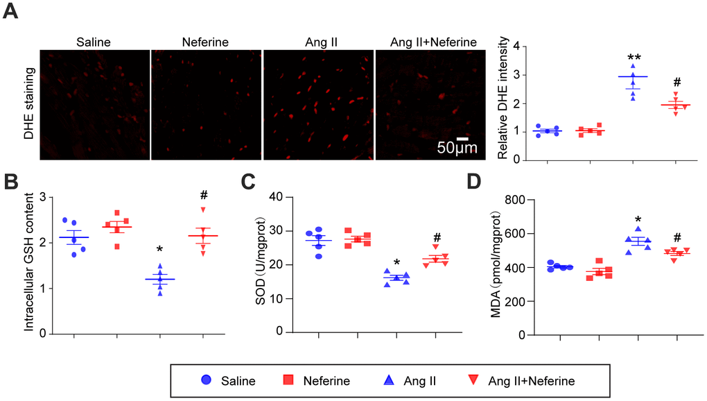 Neferine inhibited Ang II-induced atrial oxidative stress. (A) Determination of ROS generation in the atrium through DHE staining; the red fluorescence intensity was quantified and shown on the right (n = 5). (B) Measurement of relative atrial GSH levels (n = 5). (C) Assessment of relative atrial SOD levels (n = 5). (D) Evaluation of relative atrial MDA levels (n = 5). Data are presented as mean ± SEM, and n represents the number of samples. *P #P 