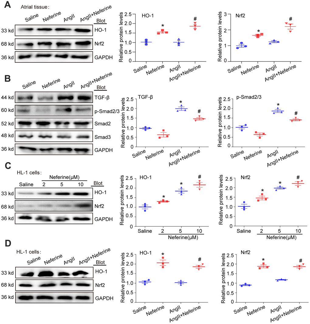 Neferine activated Nrf2/HO-1 and inhibited TGF-β/p-Smad2/3 signaling pathway. (A) Western blotting was performed to assess the expression of Nrf2 and HO-1 in the atrium, and the statistical results are shown on the right (n = 3). (B) Protein expression of TGF-β, p-Smad2/3, Smad2, and Smad3 in the atria was determined by western blot, with the corresponding statistical results on the right (n = 3). (C) HL-1 cells were treated with 2, 5, and 10 μM neferine for 24 hours, and Nrf2 and HO-1 protein expression were assessed by western blot, with the statistical results shown on the right (n = 3). (D) HL-1 cells were treated with 100 nM Ang II and 10 μM neferine for 24 hours, and Nrf2 and HO-1 protein expression were determined by western blot, with the statistical results shown on the right (n = 3). GAPDH served as an internal control. Data are presented as mean ± SEM, and n represents the number of samples. *P #P 