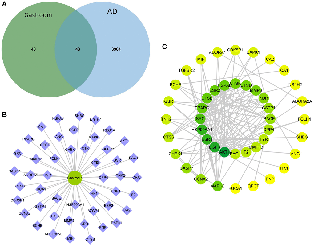 Prediction of GAS–AD interaction targets. (A) There were 48 GAS–AD intersection targets. (B) Drug–component–target network diagram. (C) PPI network.