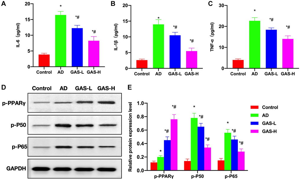Effects of GAS on the AD mice pathology. (A–C) ELISA (n = 10), upregulations of inflammatory cytokines were noted in AD mice, which were significantly higher than those in Control, while GAS could dose-dependently reduce these cytokine expressions. (D, E) Relative protein expressions (n = 5), in the AD group, PPARγ activation was inhibited, p-PPARγ was downregulated, while NF-κB was activated. GAS could activate PPARγ to inhibit the NF-κB signaling and reduce the expressions of p-P50 and p-P65. *P #P 