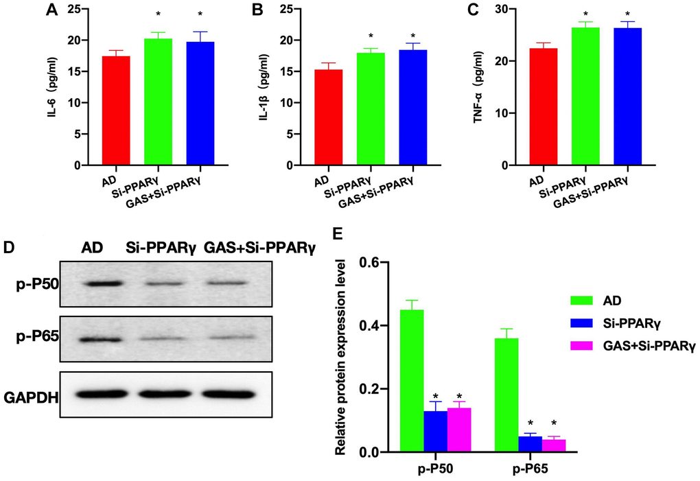 Effects of PPARγ silencing on the AD mice pathology. (A–C) ELISA (n = 10), Si-PAPRγ and GAS+Si-PPARγ groups exhibited higher levels of inflammatory cytokines compared to the AD group. (D, E) Relative protein expressions (n = 5), p-P50 and p-P65 expressions differed insignificantly between the Si-PAPRγ and GAS+Si-PPARγ groups. *P 